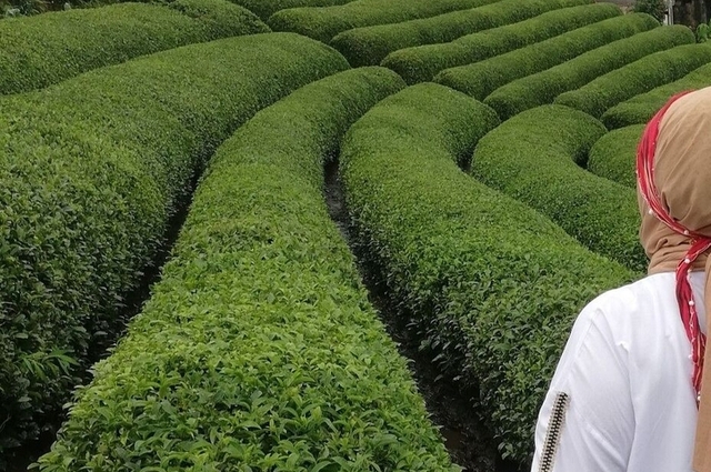 Uçaklı Karadeniz ve Batum Turu